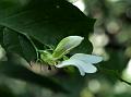 White Flame-Acanthus